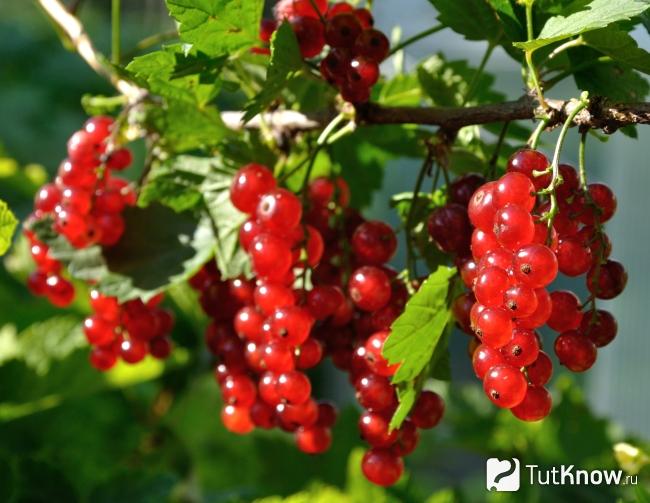 Ягоды красной смородины на ветках куста