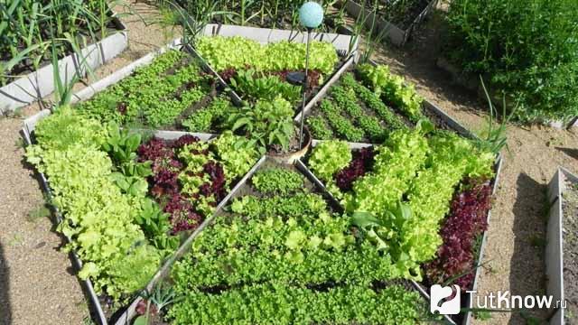 Различные формы грядок своими руками