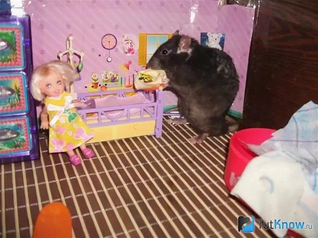 Развлечения для крыс