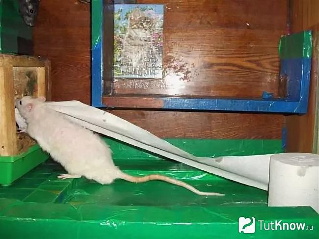 Игрушки для крыс