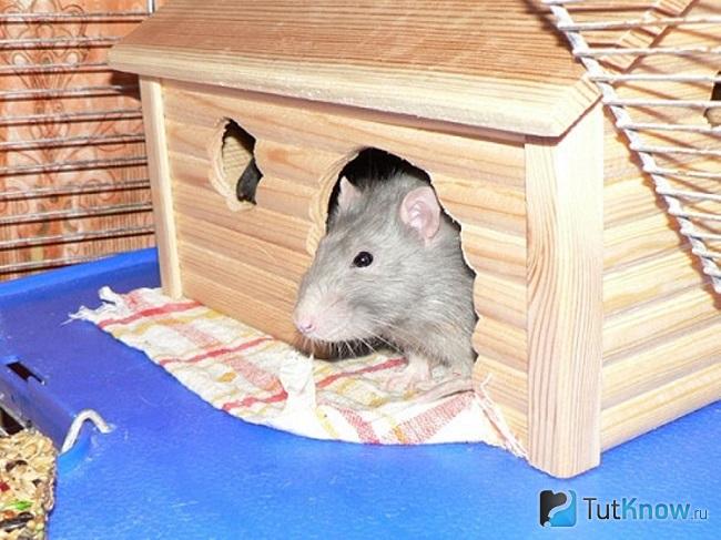 Домик для крысы своими руками