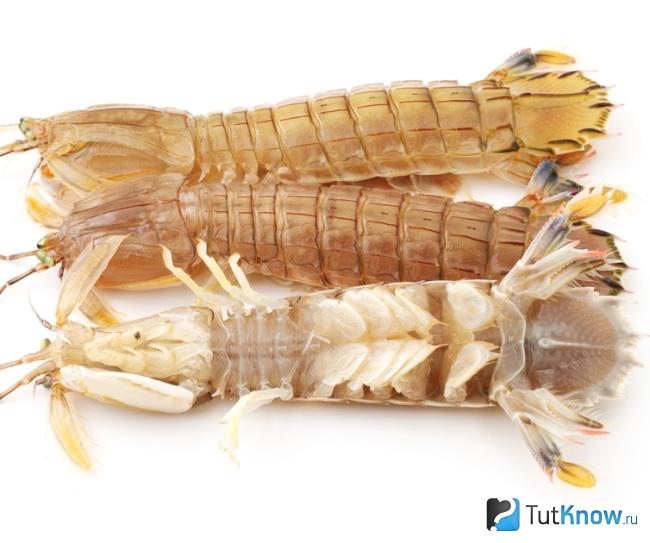 Как выглядит Mantis shrimps