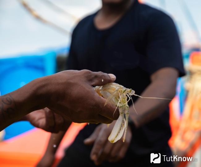 Выбор Mantis shrimps