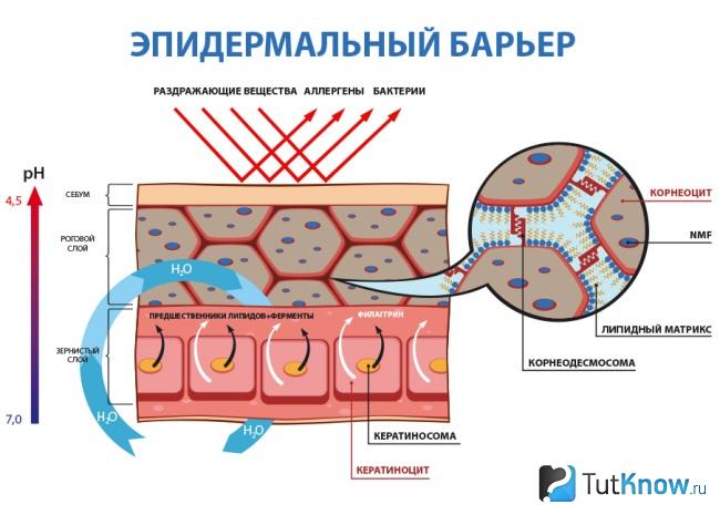 Уровень pH кожи