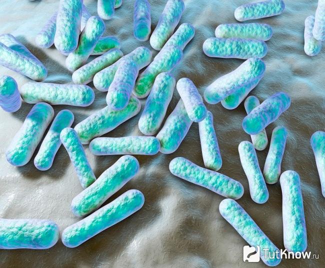 Propionibacterium acnes на коже лица