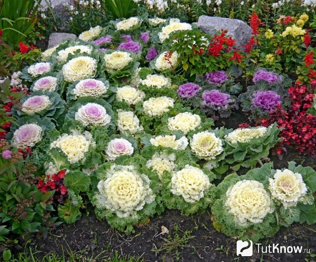 Декоративная капуста в ландшафтном дизайне