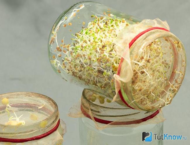 Выращивание микрозелени в стеклянной банке