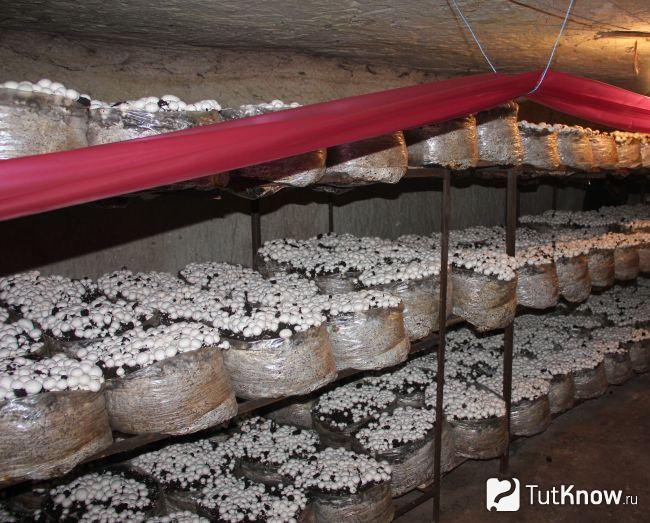 Выращивание шампиньонов в полиэтиленовых пакетах