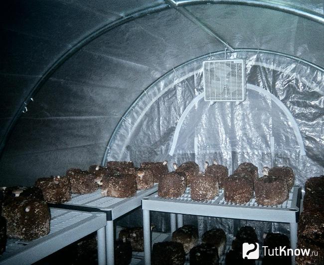 Теплица для выращивания шампиньонов