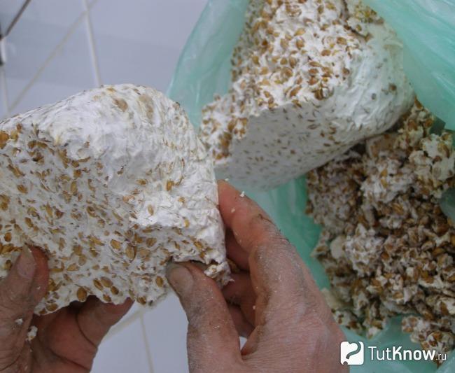 Зерновой мицелий шампиньонов