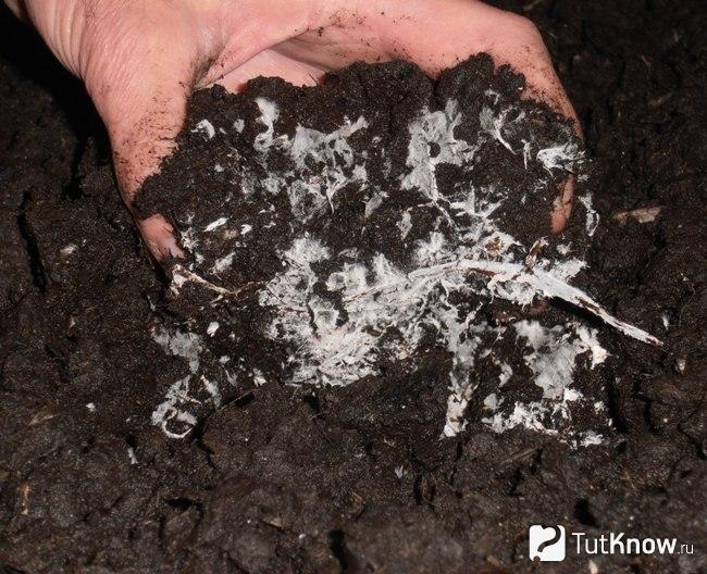 Посадка мицелия шампиньонов