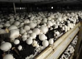Выращивание шампиньонов в домашних условиях