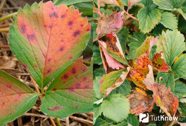 Ржавчина листьев клубники (Leaf Rust)