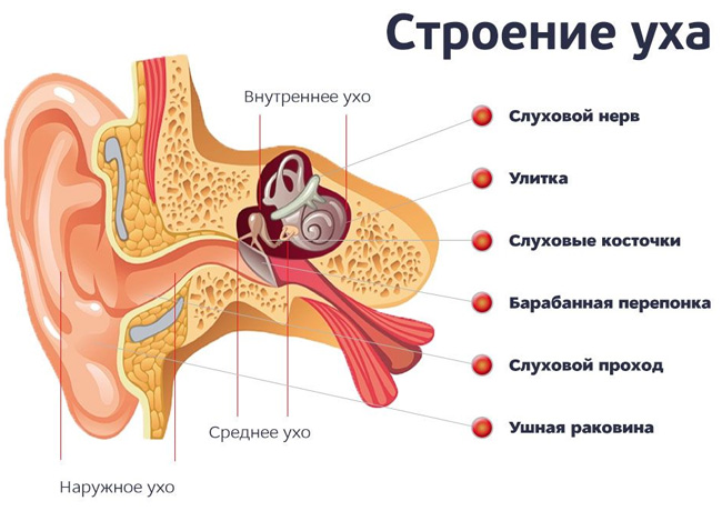 Строение уха