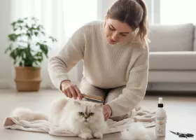 Системный уход за длинношёрстной кошкой