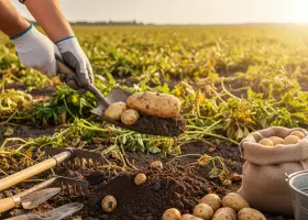 Что сделать, чтобы урожай картофеля был больше